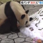 １０頭の子を生み育てたお母さんパンダ『良浜』に母の日のプレゼント　和歌山・白浜町（2023年5月14日）