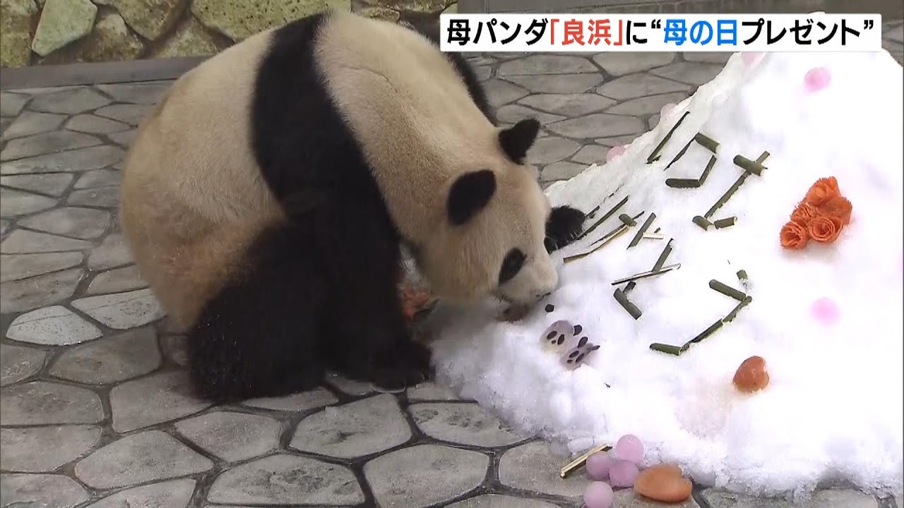 １０頭の子を生み育てたお母さんパンダ『良浜』に母の日のプレゼント　和歌山・白浜町（2023年5月14日）
