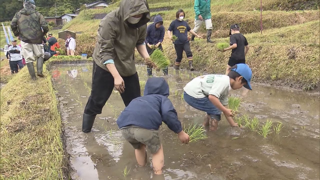 棚田で田植えの体験会　京都・福知山市　「日本の棚田百選」の一つ「毛原の棚田」で５０人が参加