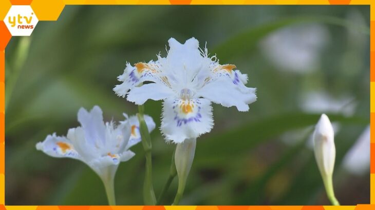 白い花びらに薄紫と黄色の模様が鮮やかに「シャガ」の花が見ごろ迎える　京都・綾部市