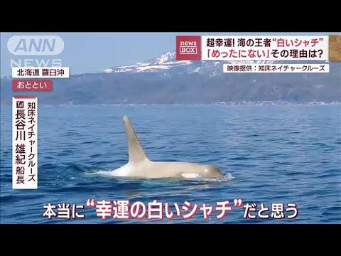 超幸運！海の王者“白いシャチ”「めったにない」その理由は？(2023年5月15日)