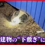 【アメリカ】竜巻で倒れたか　犬が住宅の下敷きに…土をかき出し救出へ