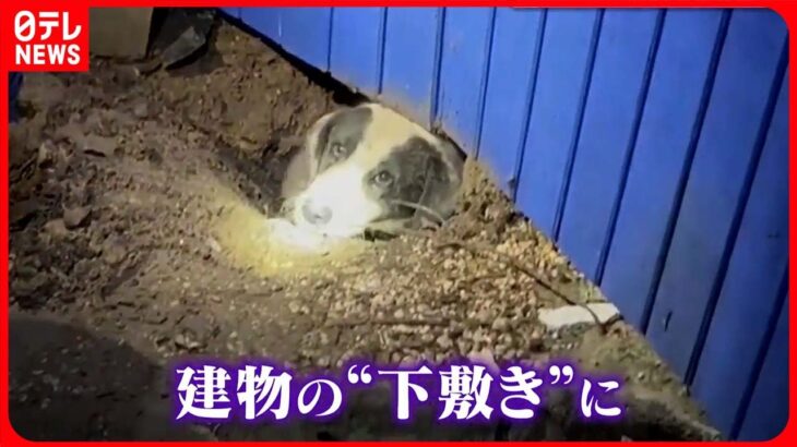 【アメリカ】竜巻で倒れたか　犬が住宅の下敷きに…土をかき出し救出へ