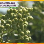柑橘系のさわやかな香りが特徴　兵庫県太子町で特産「西はりま山椒」の収穫始まる　実の付きは上々