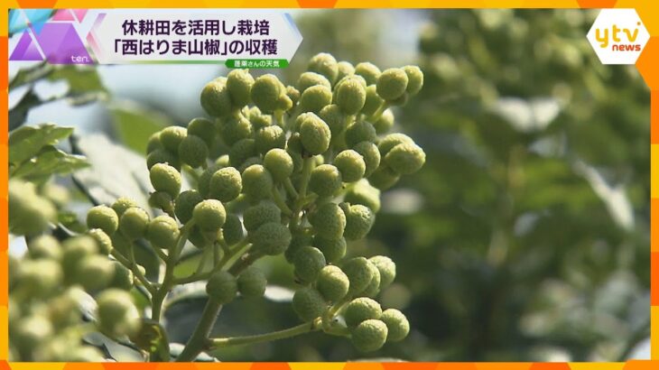 柑橘系のさわやかな香りが特徴　兵庫県太子町で特産「西はりま山椒」の収穫始まる　実の付きは上々