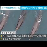 クロツチクジラの姿はっきりと　ドローンで撮影した群れの映像公開(2023年5月16日)