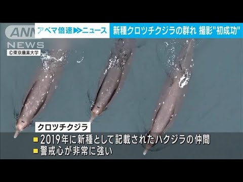 クロツチクジラの姿はっきりと　ドローンで撮影した群れの映像公開(2023年5月16日)