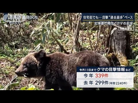 【報ステ】「整備で“クマの通路”が」なぜ？北海道で相次ぐクマ“過去最多”ペース(2023年5月16日)