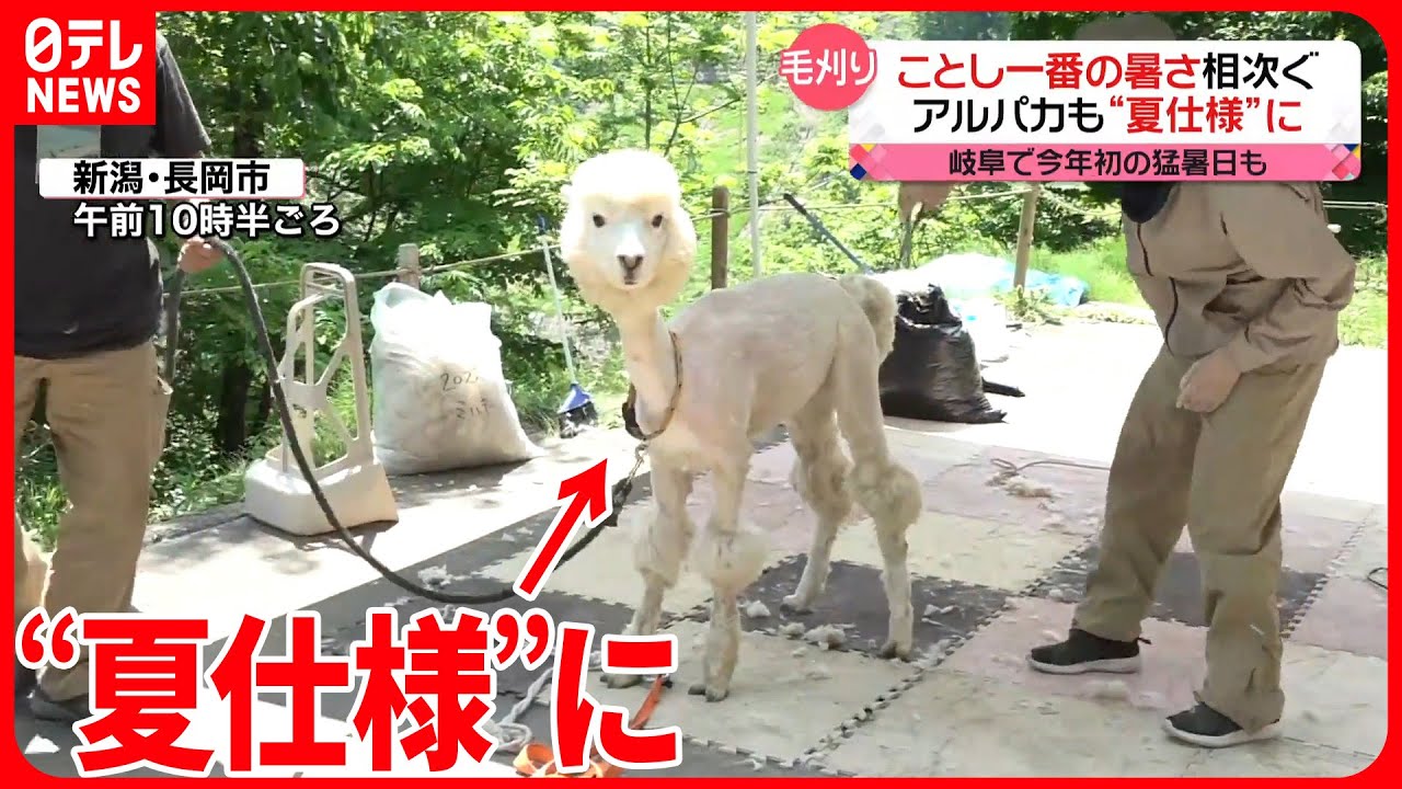 【真夏日】今年一番の暑さ相次ぐ アルパカも“涼しげな装い”に変身