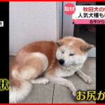 【秋田犬】捨てられる事例が相次ぐ…子どもを産んだばかり…出血していた犬も　徳島県