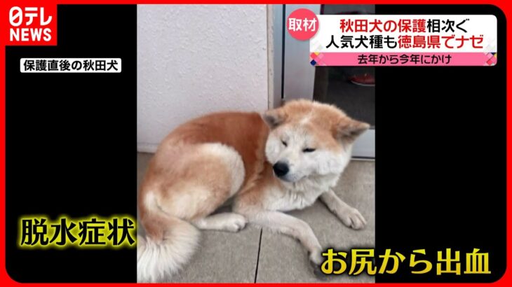 【秋田犬】捨てられる事例が相次ぐ…子どもを産んだばかり…出血していた犬も　徳島県