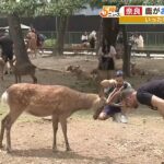 奈良の鹿『お辞儀』で見える損得勘定「どのくらい餌がもらえるかでお辞儀回数変える」（2023年5月18日）