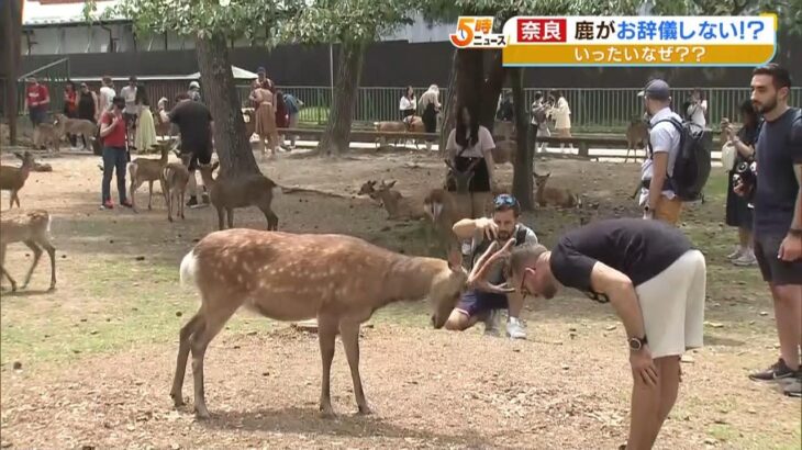 奈良の鹿『お辞儀』で見える損得勘定「どのくらい餌がもらえるかでお辞儀回数変える」（2023年5月18日）