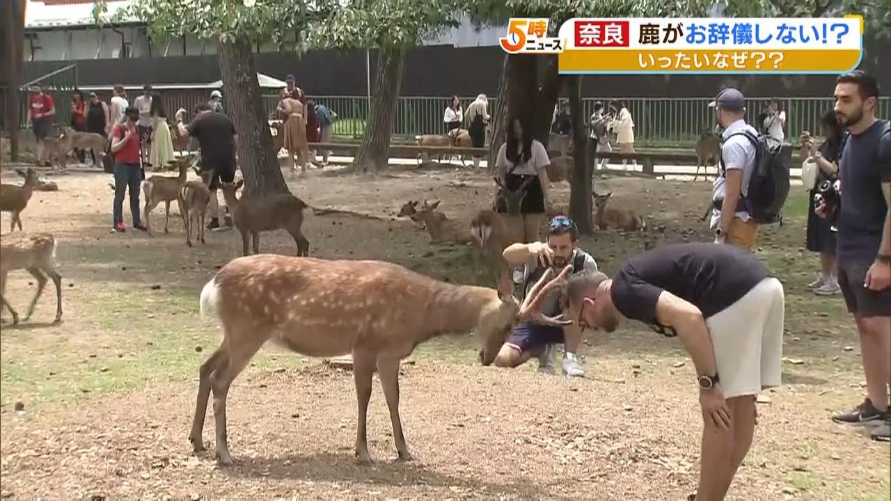 奈良の鹿『お辞儀』で見える損得勘定「どのくらい餌がもらえるかでお辞儀回数変える」（2023年5月18日）