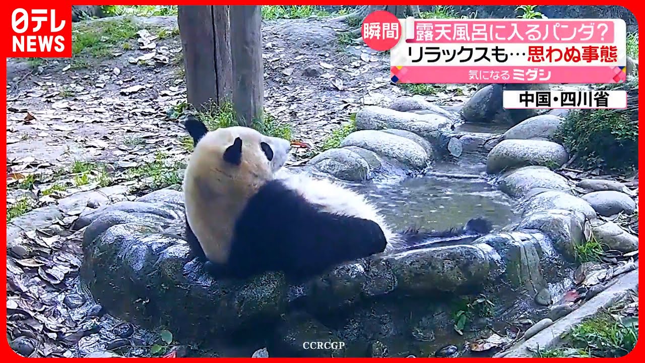 【パンダ】まるで“露天風呂”　思い切り背筋伸ばすと…　中国・四川省