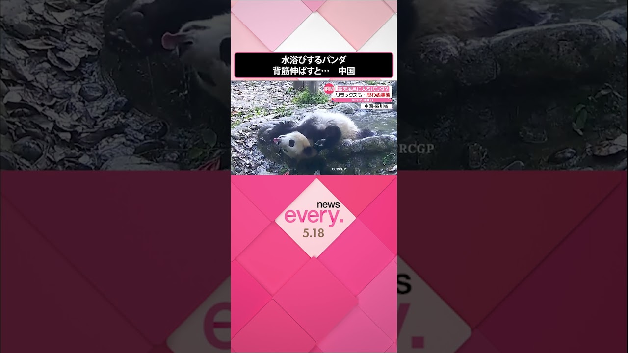 【パンダ】まるで“露天風呂”　思い切り背筋伸ばすと…　中国・四川省#shorts