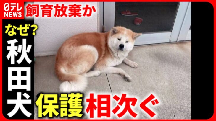 【秋田犬】捨てられた…？相次ぐ保護  対策と原因は　徳島　NNNセレクション