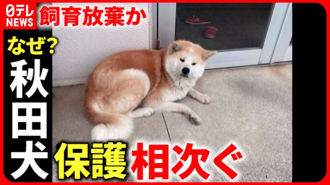 【秋田犬】捨てられた…?相次ぐ保護 対策と原因は 徳島 NNNセレクション