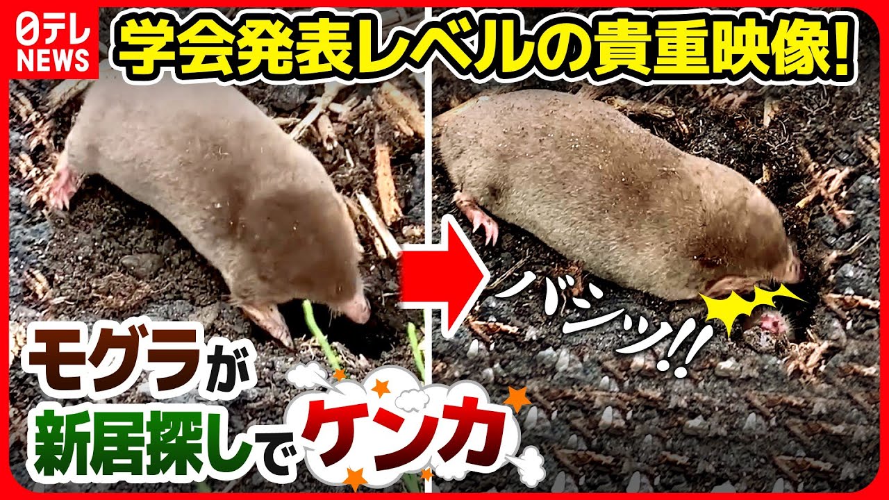 【貴重映像】「学会で発表するレベルの映像です」モグラ新居探しの生態にモグラ研究者も感動！