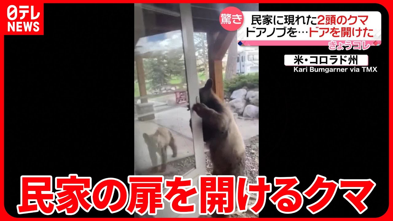 【とんだ珍客】ドアノブを握った？　扉を開けたのは…クマ！　アメリカ