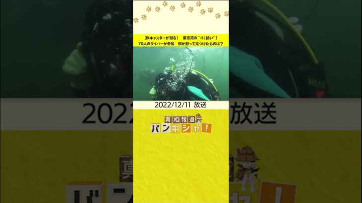 【桝キャスターが潜る！　東京湾の“ゴミ拾い”】70人のダイバーが参加　桝が潜って見つけたものは？#shorts