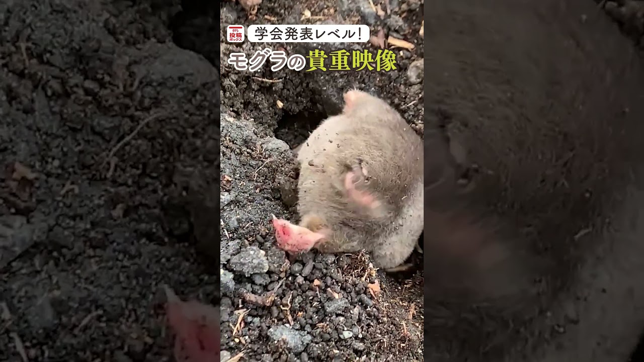 【貴重映像】「学会で発表するレベルの映像です」モグラ新居探しの生態にモグラ研究者も感動！ #shorts
