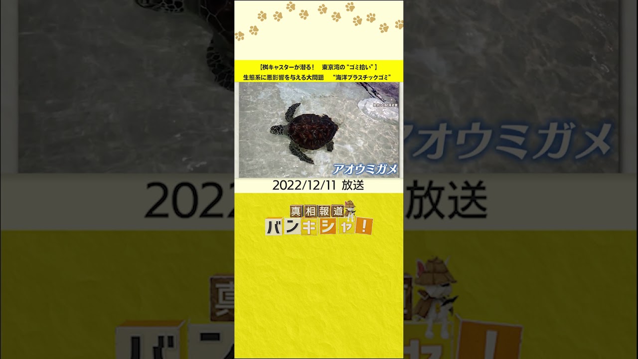 【桝キャスターが潜る！　東京湾の“ゴミ拾い”】生態系に悪影響を与える大問題　“海洋プラスチックゴミ”