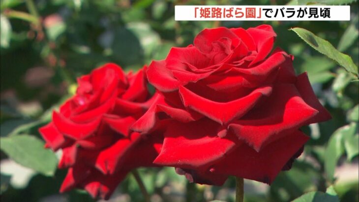 ７５０種・３３００株を栽培「姫路ばら園」でバラが見頃　午前中の鑑賞がおすすめ（2023年5月21日）