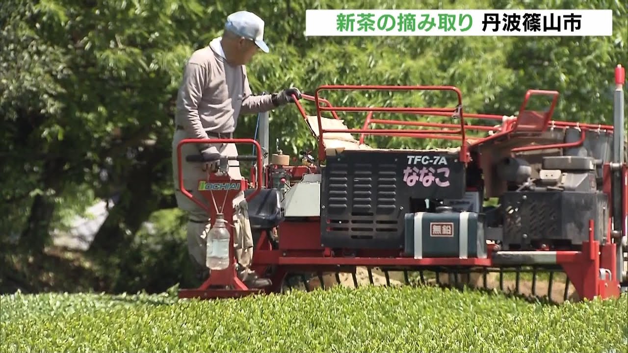 関西屈指の茶の産地「丹波篠山」　つややかな新芽を機械で…新茶の摘み取りがピーク（）