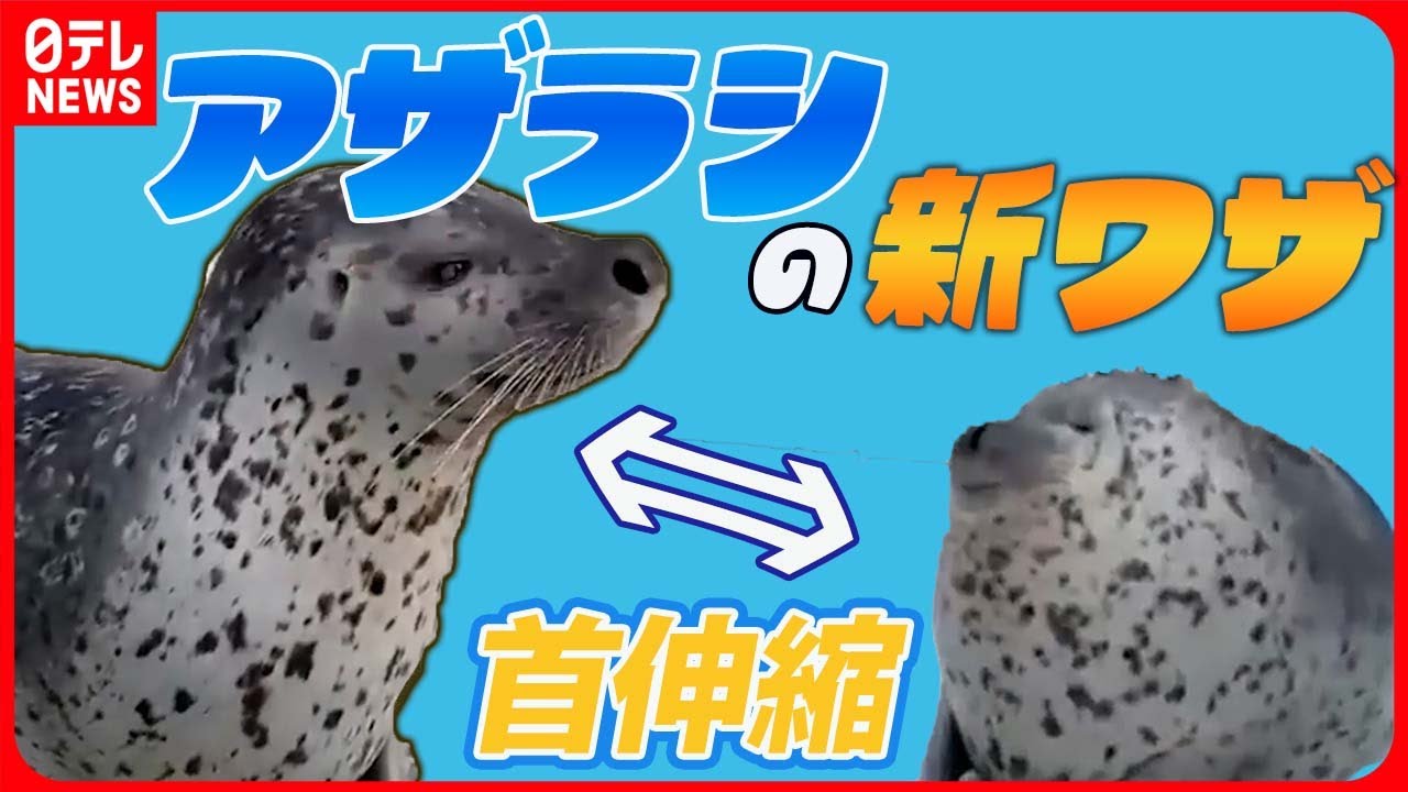 【アザラシまとめ】　アザラシの“団子３兄弟”/「驚きの縮みっぷり」アザラシの可愛すぎる新ワザ/ふわふわの産毛にみんなメロメロ　など（日テレNEWS LIVE）