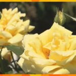 「姫路ばら園」色とりどりのバラが見ごろ　７５０品種３３００株を栽培　見ごろは６月まで