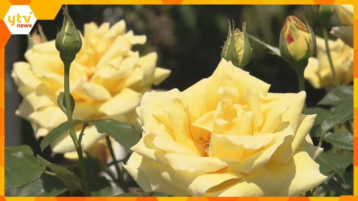 「姫路ばら園」色とりどりのバラが見ごろ　７５０品種３３００株を栽培　見ごろは６月まで