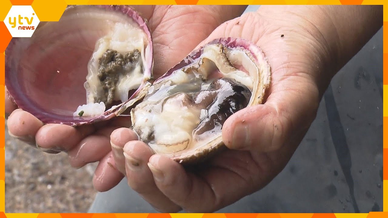 肉厚で甘味が特徴の初夏の味覚!地域ブランド「丹後とり貝」の出荷作業始まる 京都・舞鶴湾