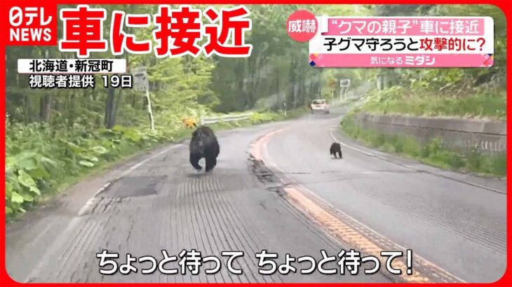 【目撃相次ぐ】北海道で“クマの親子”が車に接近  子グマ守ろうと威嚇か…  繁殖期で動き活発に