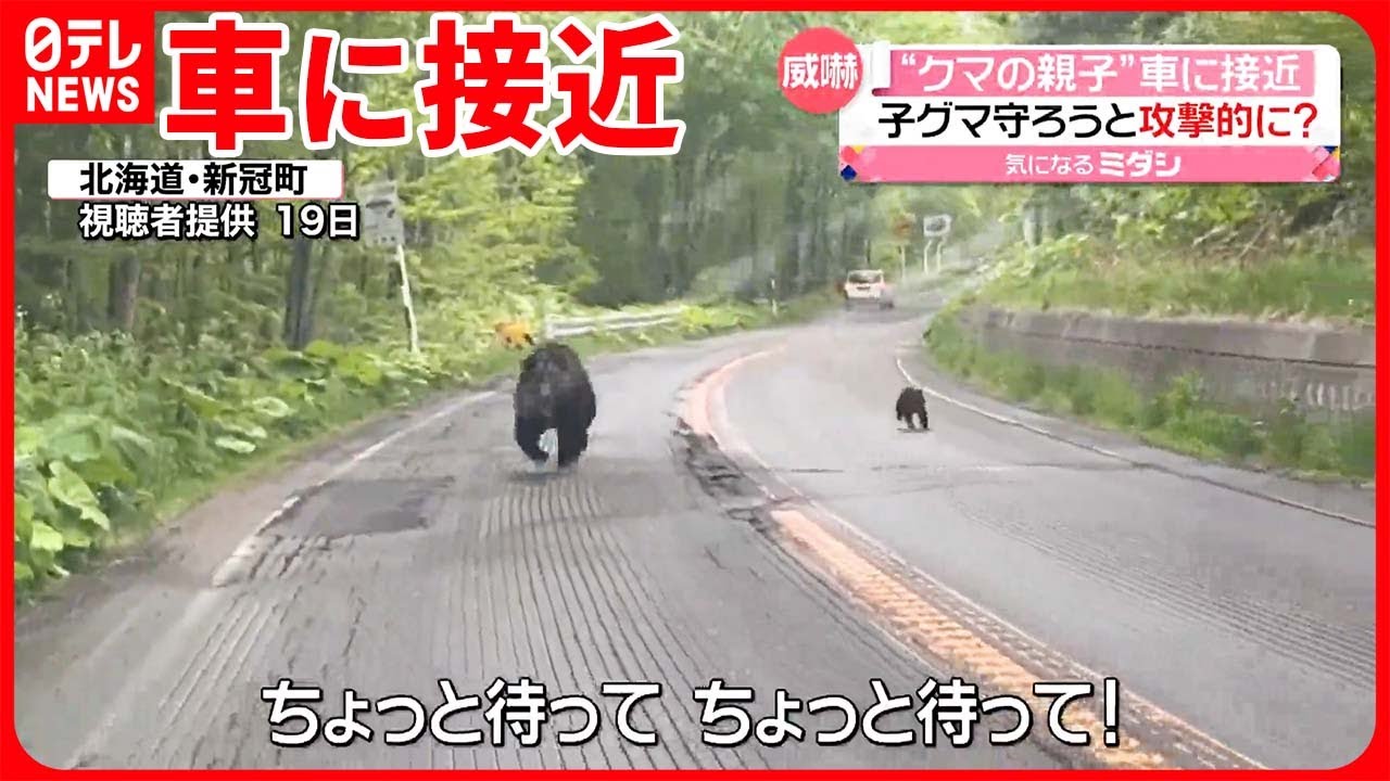 【目撃相次ぐ】北海道で“クマの親子”が車に接近 子グマ守ろうと威嚇か… 繁殖期で動き活発に
