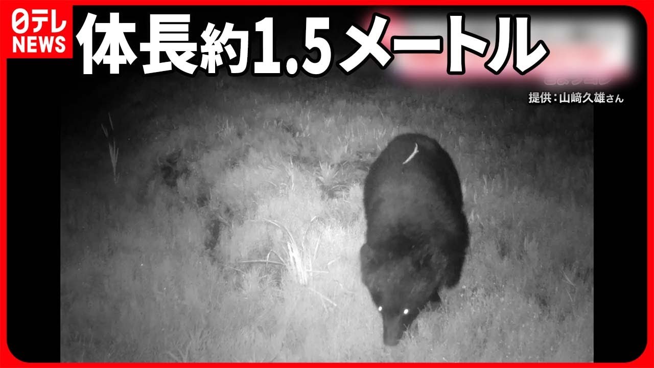 【クマ】新潟市でも目撃相次ぐ カメラが捉えた姿は…