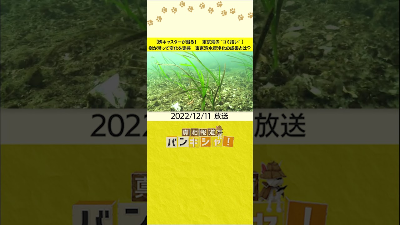 【桝キャスターが潜る! 東京湾の“ゴミ拾い”】桝が潜って変化を実感 東京湾水質浄化の成果とは?