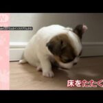 まるで人間！？何回も床をたたくワンちゃん　母犬にブロックされ“悔しいー！”(2023年5月23日)