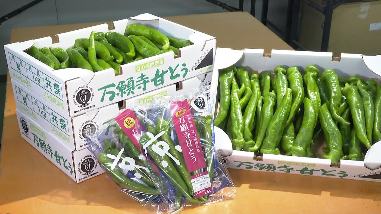 他の唐辛子に比べて甘みがあり肉厚　特産「万願寺甘とう」出荷　京都の伝統野菜（2023年5月23日）