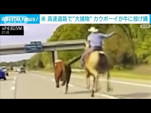 大捕物！米・逃げ出した牛が高速道路上に　西部劇さながらカウボーイが投げ縄で捕獲(2023年5月23日)