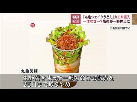 「丸亀シェイクうどん」カエル混入　一時販売休止に　一体なぜ？(2023年5月23日)