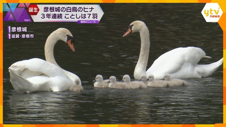 生まれたばかりでスイスイ可愛い！　彦根城のお堀に７羽の白鳥のヒナ　親子で泳いだり愛らしい姿みせる