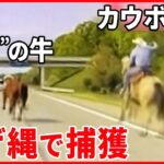 【カウボーイ疾走】投げ縄で捕まえた！…舞台は幹線道路  “数週間逃亡”の牛を追いかけ  アメリカ