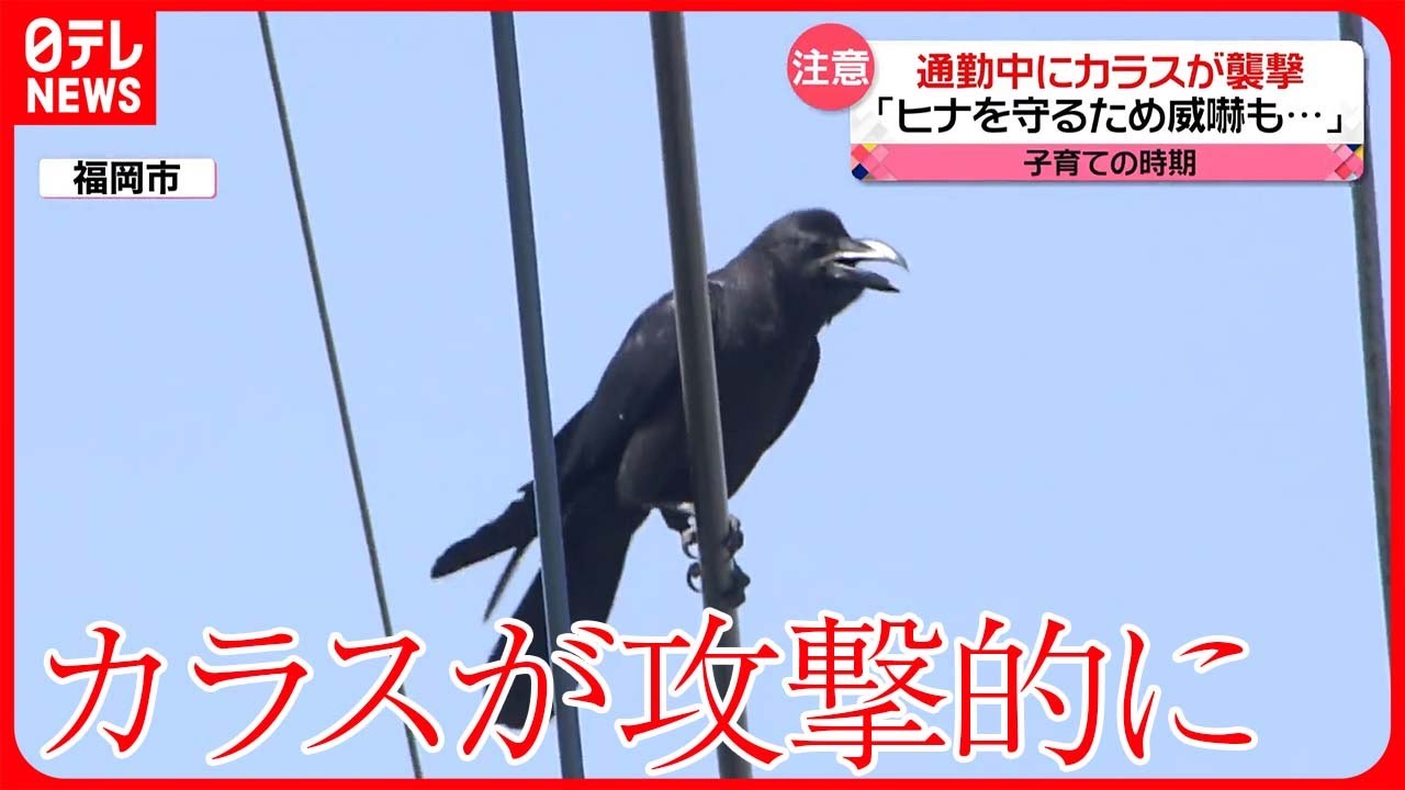 【カラスの襲撃相次ぐ】ヒナを守るため“威嚇” 巣の撤去まで「通行止め」も
