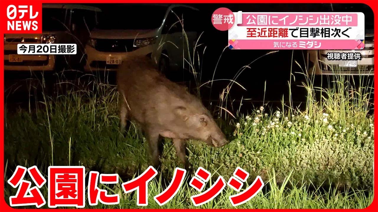 【イノシシ】目撃情報相次ぐ 至近距離で撮影も… 宮崎市