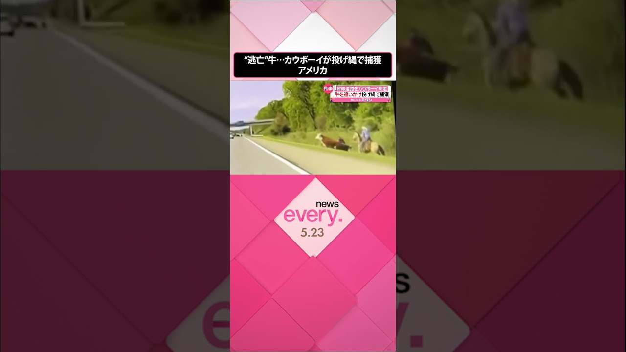 【カウボーイ疾走】投げ縄で捕まえた!…舞台は幹線道路 “数週間逃亡”の牛を追いかけ アメリカ #shorts
