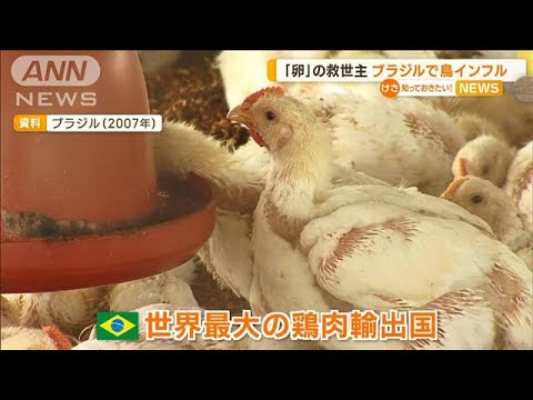 卵高騰の“救世主”ブラジルでも鳥インフル　世界への影響は…専門家「非常に大きい」(2023年5月24日)