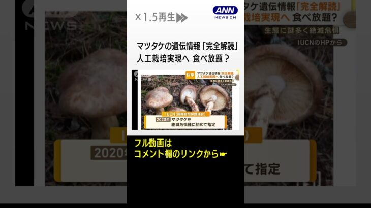 マツタケの遺伝情報「完全解読」　人工栽培実現へ　食べ放題？…生態に謎多く絶滅危惧 #shorts