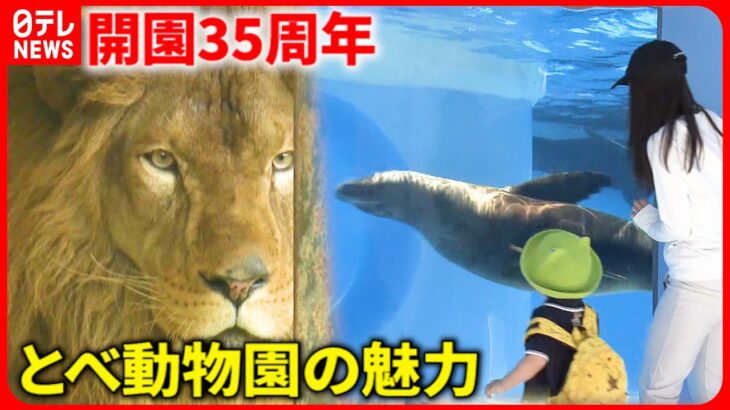 【動物園】ライオン＆キリンを直近に体感！とべ動物園の魅力と軌跡　愛媛　NNNセレクション