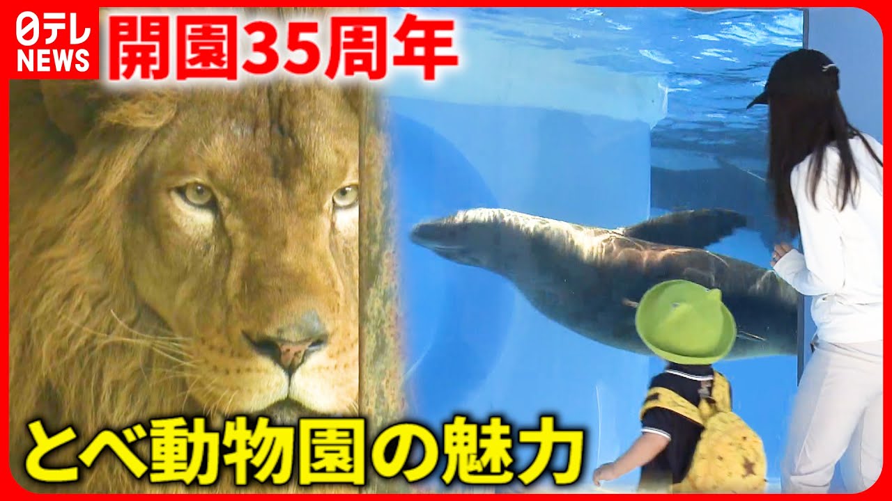 【動物園】ライオン＆キリンを直近に体感！とべ動物園の魅力と軌跡　愛媛　NNNセレクション